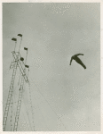 Amusements - Shows and Attractions - Aerial Acts and Airshows - Human cannonball