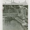Amusements - Shows and Attractions - Bull Dodging - Sidney Franklin with bull