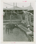 Amusements - Shows and Attractions - Bull Dodging - Sidney Franklin with bull