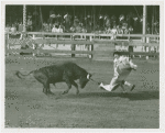 Amusements - Shows and Attractions - Bull Dodging - Sidney Franklin dodging bull