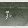 Amusements - Shows and Attractions - Bull Dodging - Sidney Franklin dodging bull