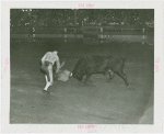 Amusements - Shows and Attractions - Bull Dodging - Sidney Franklin dodging bull