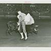 Amusements - Shows and Attractions - Bull Dodging - Sidney Franklin dodging bull