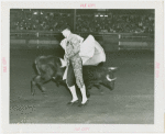 Amusements - Shows and Attractions - Bull Dodging - Sidney Franklin dodging bull