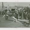Amusements - Shows and Attractions - Cavalcade of Centaurs - Steer held by ropes