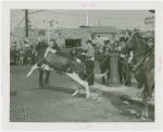 Amusements - Shows and Attractions - Cavalcade of Centaurs - Steer held by ropes