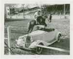 Amusements - Shows and Attractions - Cavalcade of Centaurs - Horse jumping over car