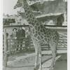 Amusements - Shows and Attractions - Frank Buck's Jungleland - Giraffe
