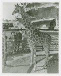 Amusements - Shows and Attractions - Frank Buck's Jungleland - Giraffe