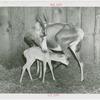 Amusements - Shows and Attractions - Frank Buck's Jungleland - Blesbok antelope with fawn