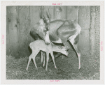 Amusements - Shows and Attractions - Frank Buck's Jungleland - Blesbok antelope with fawn