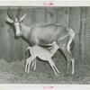 Amusements - Shows and Attractions - Frank Buck's Jungleland - Blesbok antelope with fawn