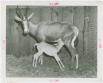 Amusements - Shows and Attractions - Frank Buck's Jungleland - Blesbok antelope with fawn