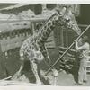 Amusements - Shows and Attractions - Frank Buck's Jungleland - Giraffe
