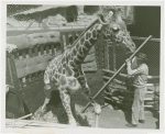 Amusements - Shows and Attractions - Frank Buck's Jungleland - Giraffe