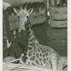Amusements - Shows and Attractions - Frank Buck's Jungleland - Giraffe