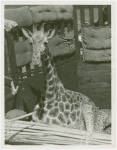 Amusements - Shows and Attractions - Frank Buck's Jungleland - Giraffe
