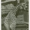 Amusements - Shows and Attractions - Frank Buck's Jungleland - Giraffe
