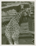 Amusements - Shows and Attractions - Frank Buck's Jungleland - Giraffe