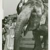 Amusements - Shows and Attractions - Frank Buck's Jungleland - Elephants - Woman in costume feeding