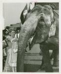 Amusements - Shows and Attractions - Frank Buck's Jungleland - Elephants - Woman in costume feeding