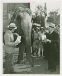 Amusements - Shows and Attractions - Frank Buck's Jungleland - Elephants - With men