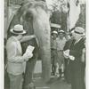 Amusements - Shows and Attractions - Frank Buck's Jungleland - Elephants - Men feeding