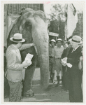 Amusements - Shows and Attractions - Frank Buck's Jungleland - Elephants - Men feeding