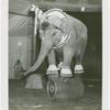 Amusements - Shows and Attractions - Frank Buck's Jungleland - Elephants - Standing on barrel