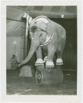 Amusements - Shows and Attractions - Frank Buck's Jungleland - Elephants - Standing on barrel