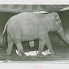Amusements - Shows and Attractions - Frank Buck's Jungleland - Elephants - Walking over man