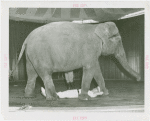 Amusements - Shows and Attractions - Frank Buck's Jungleland - Elephants - Walking over man