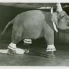 Amusements - Shows and Attractions - Frank Buck's Jungleland - Elephants - Walking over man