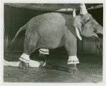 Amusements - Shows and Attractions - Frank Buck's Jungleland - Elephants - Walking over man