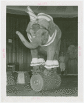 Amusements - Shows and Attractions - Frank Buck's Jungleland - Elephants - Standing on barrel