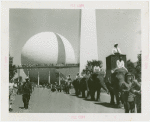 Amusements - Shows and Attractions - Frank Buck's Jungleland - Elephants - Frank Buck riding in procession