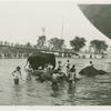 Amusements - Shows and Attractions - Frank Buck's Jungleland - Elephants - With showgirls in Perisphere pool