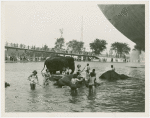 Amusements - Shows and Attractions - Frank Buck's Jungleland - Elephants - With showgirls in Perisphere pool