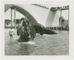 Amusements - Shows and Attractions - Frank Buck's Jungleland - Elephants - In Perisphere pool
