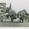Amusements - Shows and Attractions - Frank Buck's Jungleland - Elephants - Dancing with instructors