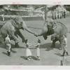 Amusements - Shows and Attractions - Frank Buck's Jungleland - Elephants - Dancing with instructors