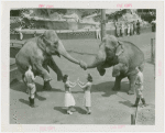 Amusements - Shows and Attractions - Frank Buck's Jungleland - Elephants - Dancing with instructors