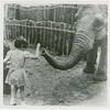 Amusements - Shows and Attractions - Frank Buck's Jungleland - Elephants - Girl feeding