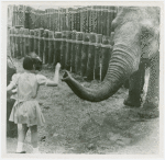 Amusements - Shows and Attractions - Frank Buck's Jungleland - Elephants - Girl feeding