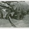 Amusements - Shows and Attractions - Frank Buck's Jungleland - Elephants - With Frank Buck
