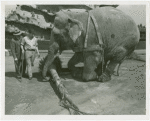 Amusements - Shows and Attractions - Frank Buck's Jungleland - Elephants - With Frank Buck