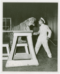 Amusements - Shows and Attractions - Frank Buck's Jungleland - Lions and Tigers - Soldier with tiger