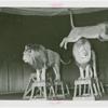 Amusements - Shows and Attractions - Frank Buck's Jungleland - Lions and Tigers - Two lions
