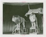 Amusements - Shows and Attractions - Frank Buck's Jungleland - Lions and Tigers - Two lions