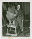 Amusements - Shows and Attractions - Frank Buck's Jungleland - Lions and Tigers - Melvin Koontz with lion